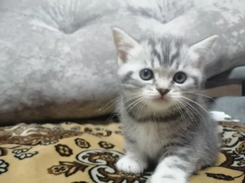 Шотландских котят