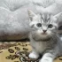 Шотландских котят