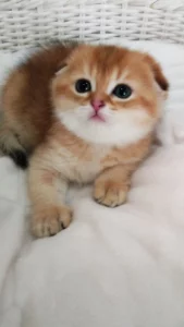 Шотландские золотые шиншилловые котята