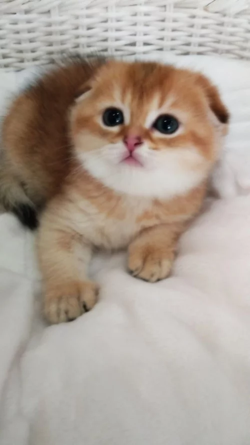 Шотландские золотые шиншилловые котята