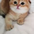 Шотландские золотые шиншилловые котята