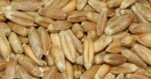 Зерно тритикале