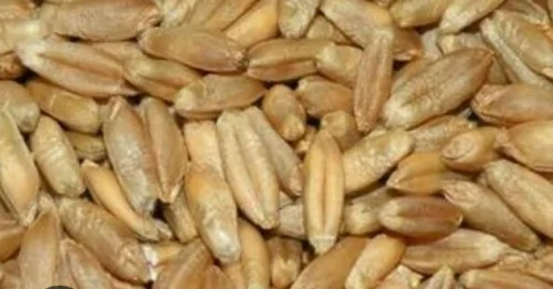 Зерно тритикале