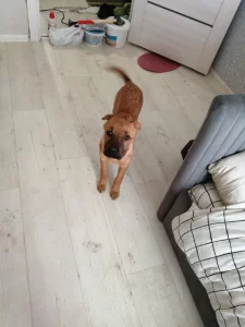 Сторожевая собака