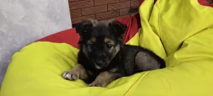 Щенок с доставкой и бесплатной стерилизацией