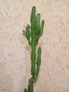 Молочай трехгранный