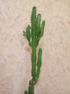 Молочай трехгранный