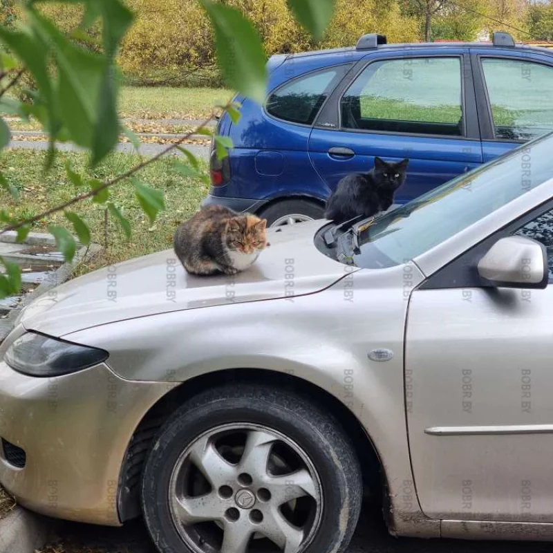 Бобруйские коты прогревают двигатель автомобиля