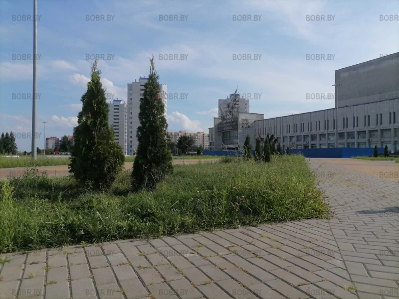 Заросли на Д К Шинник 