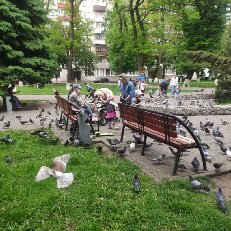 Голубиная ферма в Бобруйске