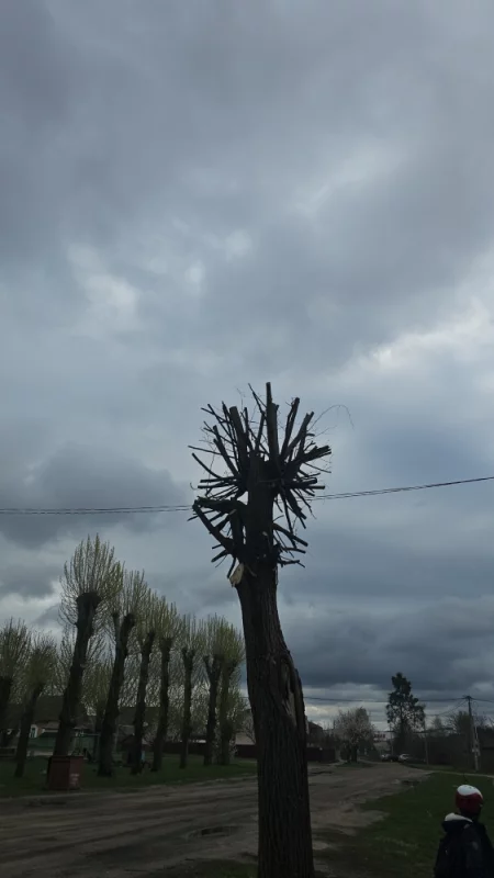 Обрезка деревьев их не украсила