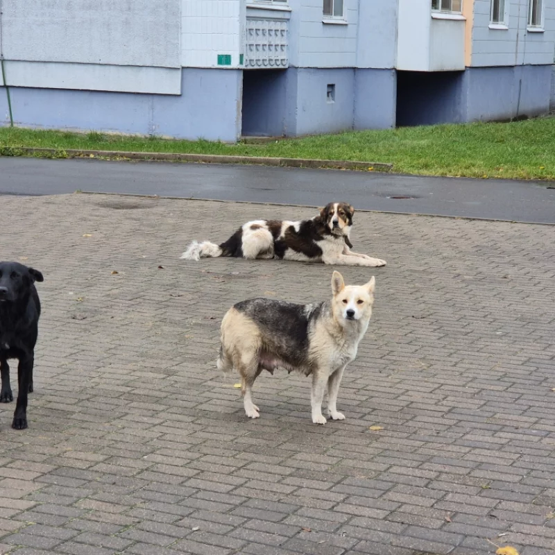 Бегают около авиагородка. Все с ошейниками