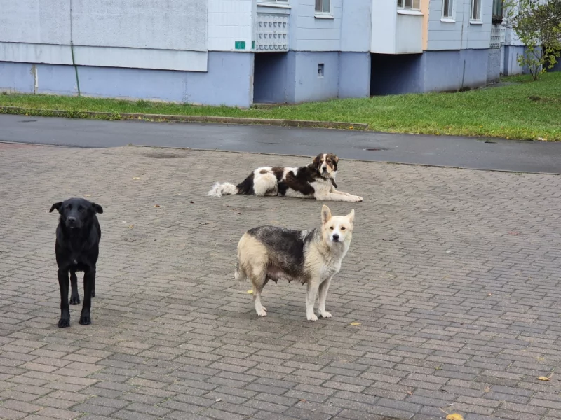 Бегают около авиагородка. Все с ошейниками