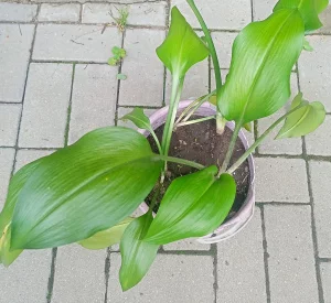 Эухарис