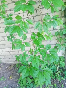 Сумах и девичий виноград