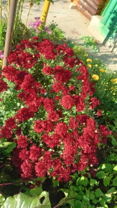 Цветы