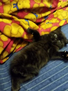 Чёрная пантера. Британский котенок