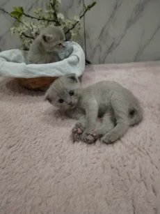 Котята породы шотландской вислоухой