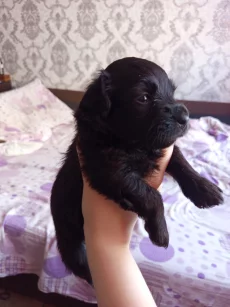 Отдам щенков