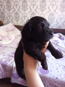 Отдам щенков