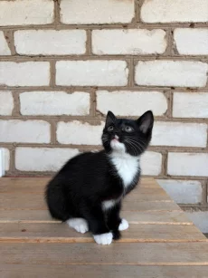 Котята в дар