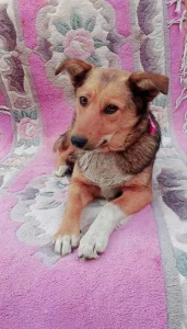 Лапка, 1 год, стерилизована