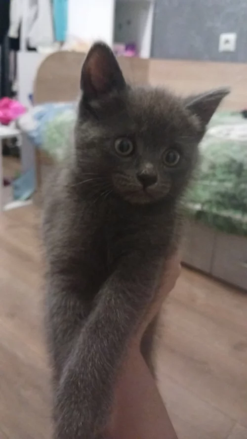 Отдам котят