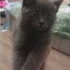 Отдам котят