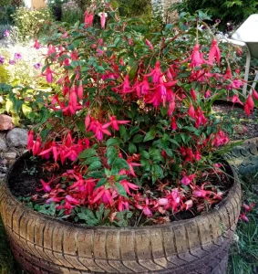 Контейнерные растения для высадки на участок: фуксия, розмарин и др