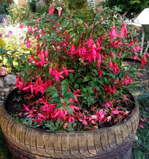 Контейнерные растения для высадки на участок: фуксия, розмарин и др