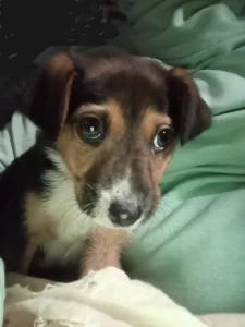 Щенок мальчик даром