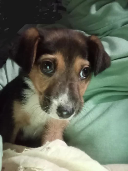 Щенок мальчик даром