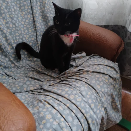 Кошечка Багира ищет новую семью