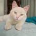 Бесплатно кастрированный котик