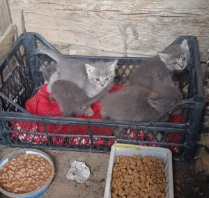 Красивые котята и их мама в поисках семей