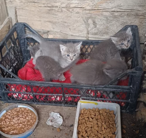 Красивые котята и их мама в поисках семей