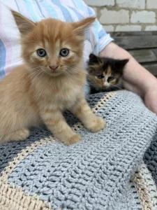 Котята даром