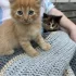 Котята даром