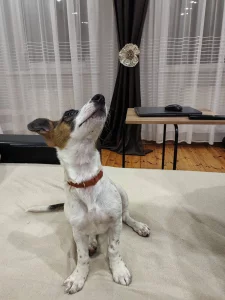 В добрые руки