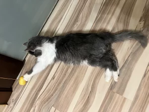 Пушистая кошечка- хвостик