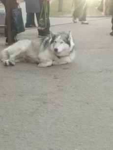 Собака хаски ждет на остановке Парковая