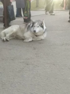 Собака хаски ждет на остановке Парковая