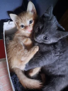 Котята ищут дом