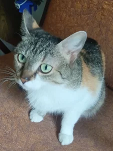 Ласковая кошечка