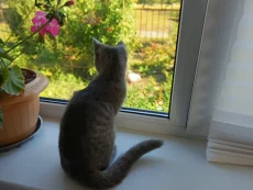 Котенок