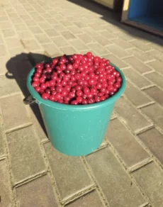Вишня