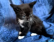 Отдам котят