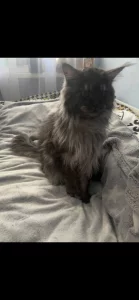 Пропал кот