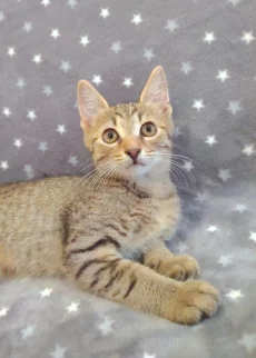Котёнок мальчик