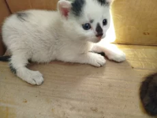 Котенок ищет дом
